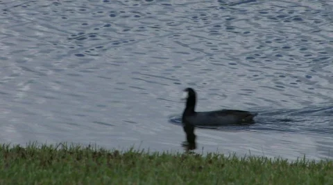 Duck swim Stock Footage 324711