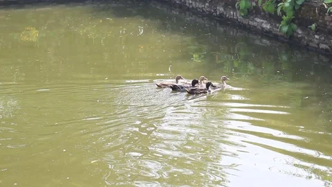 Duck swim Stock Footage 100692777