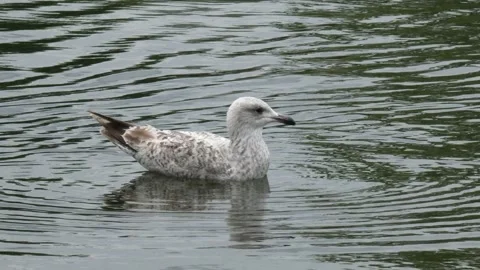 Duck swim in the river Stock Footage 242031952