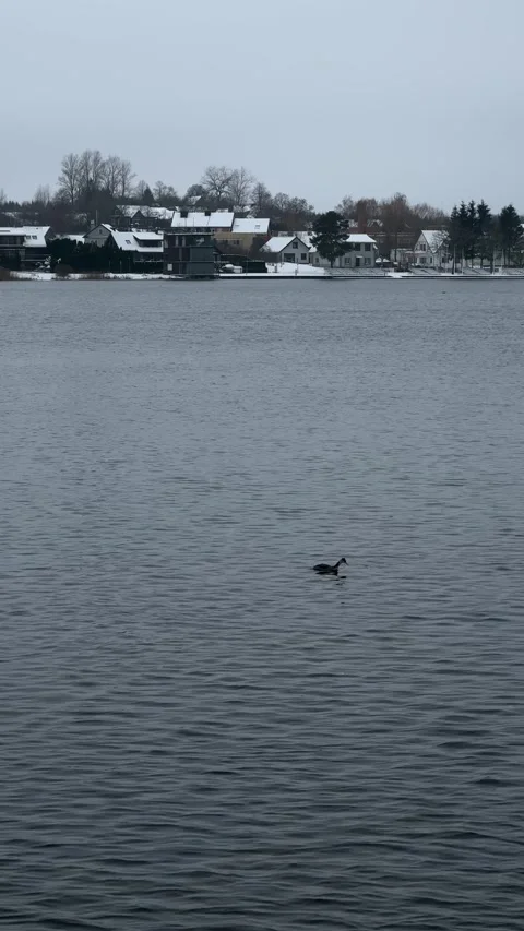 Duck swiming and diving in Trakai lake in winter, Lithuania. Vertical video Stock Footage 258783493
