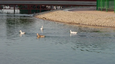 DUCK SWIMING IN THE LAKE Video stock 123111079