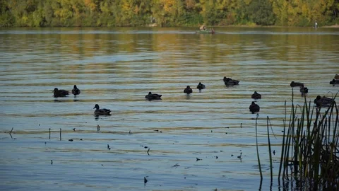 Duck swiming in river Stock Footage 96381997