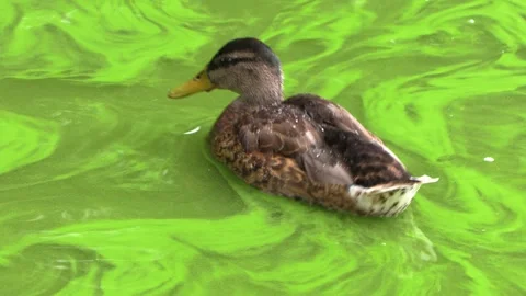 Duck swimming in Algae waters in a  marsh land Stock Footage 295486528
