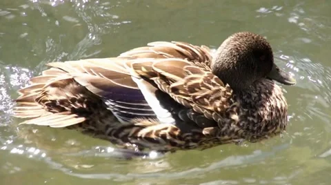 Duck swimming and diving Vídeos de archivo 44652570