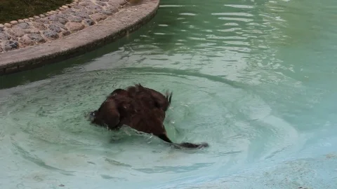 A Duck Swimming and Refreshing itself Stock Footage 103927448