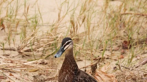 Duck Swimming and Walking on Shore 库存影片 295834853