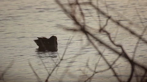 Duck swimming, bathing in the sunset Stock Footage 67656339