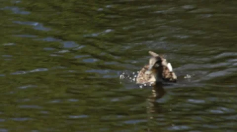 Duck Swimming Close Up 스톡 동영상 52791286