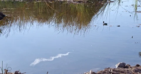 Duck Swimming with Contrail in Reflection Stock Footage 120045552