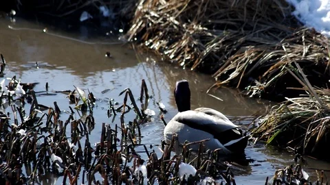Duck swimming, diving. Stock Footage 128149555