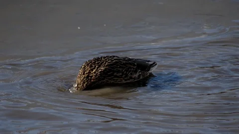 Duck swimming, diving. Stock Footage 128149628