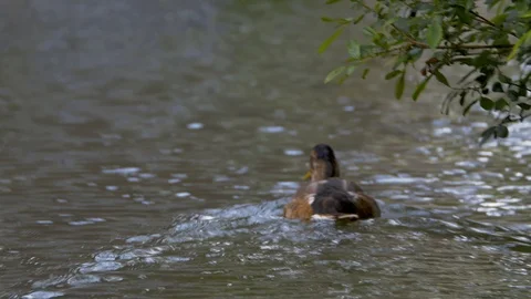 Duck swimming downstream Stock Footage 114986313