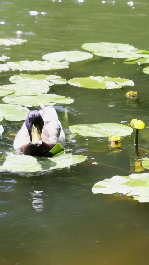 Duck swimming energetically through lily pad pond causing ripples in green water Stock Footage 309856766