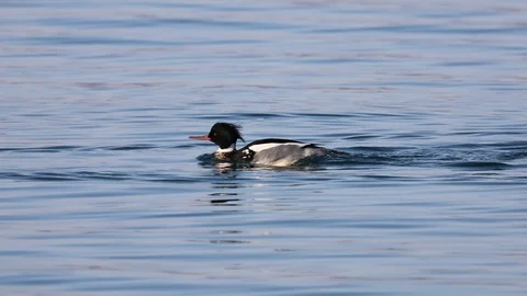 Duck swimming fast on sea surface. Stock Footage 125115286