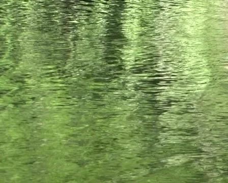 Duck swimming by Stock Footage 277198