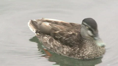 Duck swimming Stock Footage 290330