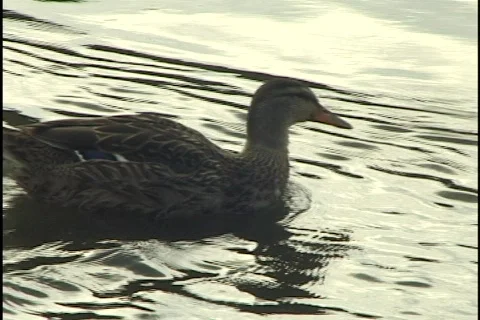 Duck Swimming Stock Footage 297446