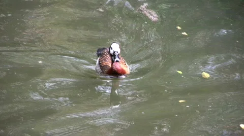 Duck swimming Video stock 450985