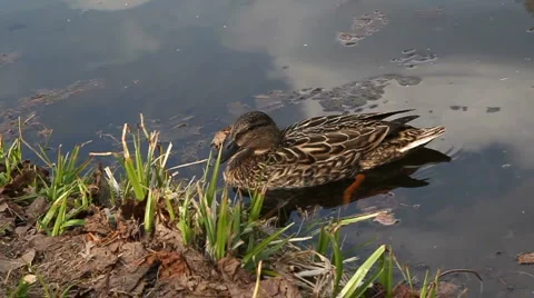 Duck swimming Stock Footage 5504644