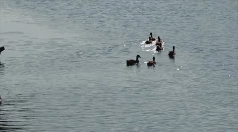 Duck is swimming Video stock 22150161