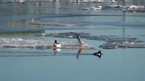 Duck Swimming 動画素材 23700166