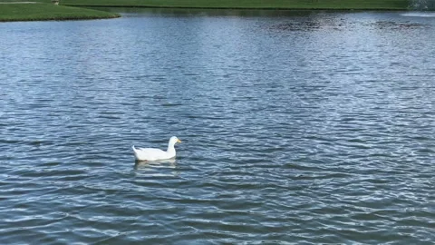 Duck Swimming Vídeos de archivo 130487369
