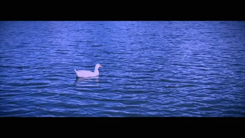 Duck Swimming Vídeos de archivo 130488315