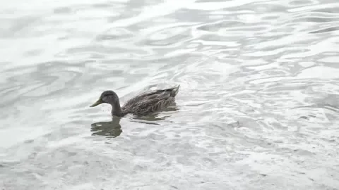 Duck Swimming Stock Footage 140616040
