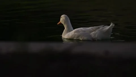 Duck Swimming Stock Footage 169617808