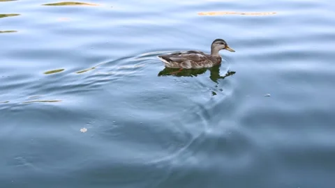 DUCK Swimming 스톡 동영상 204994347