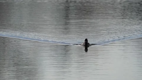 A Duck is swimming Stock Footage 237865580