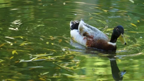  A duck swimming  Stock-Footage 243238325