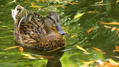 A duck swimming Stock Footage 260382598