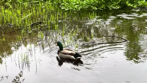 Duck Swimming Stock Footage 276741117