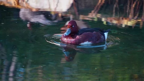  duck swimming Stock Footage 294933653