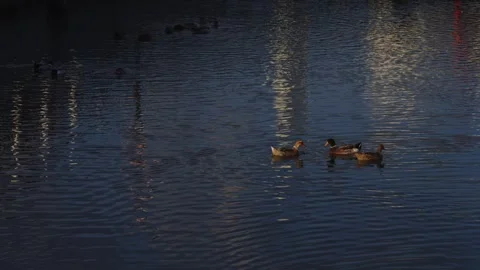 Duck swimming Stock Footage 297036474