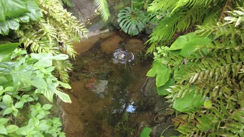 Duck Swimming in a Forest Pond Stock Footage 247873132