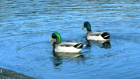Duck swimming in the lake Stock Footage 87836662