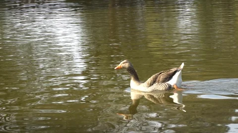 Duck Swimming in Lake Видео 94235509