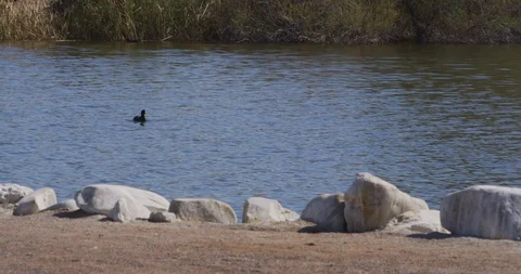 Duck swimming in the lake Stock Footage 101218410