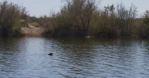 Duck swimming in the lake Stock Footage 101218713