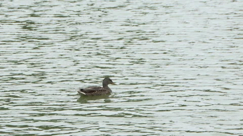 Duck is swimming on the lake Stock Footage 246923143