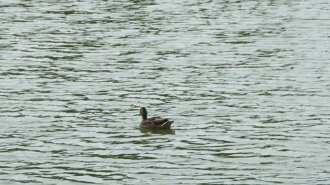 Duck is swimming on the lake Stock Footage 246923299