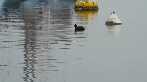 Duck swimming on the lake Stock Footage 311573377