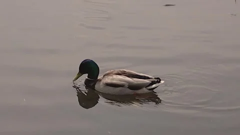 A duck is swimming in the lake 库存影片 333206342