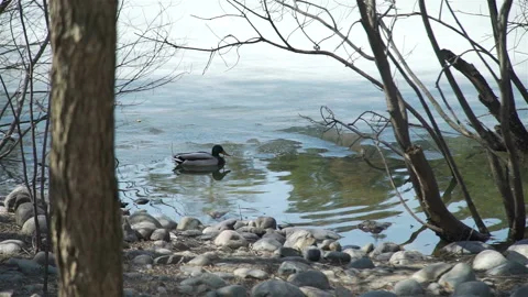 Duck Swimming in Park Pond in Early Spring Stock Footage 107573553