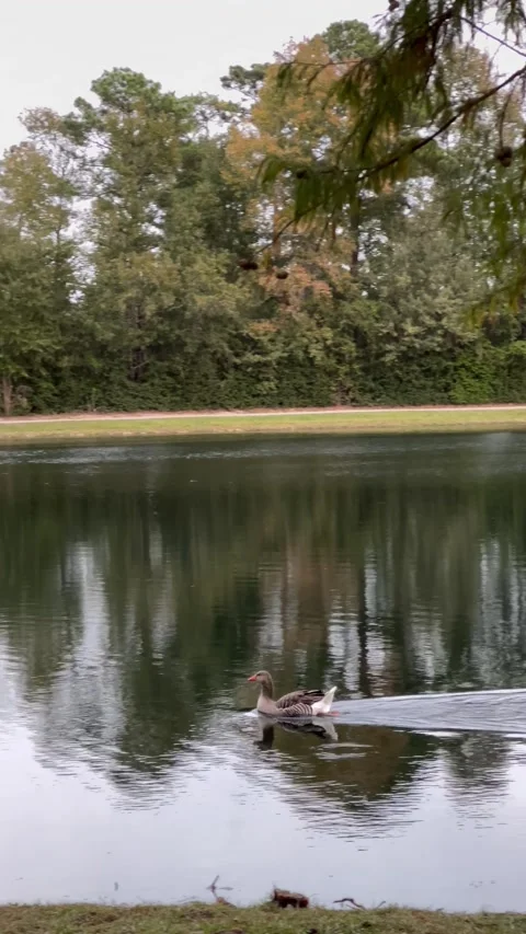 Duck is swimming peacefully in a lake Stock Footage 337132901