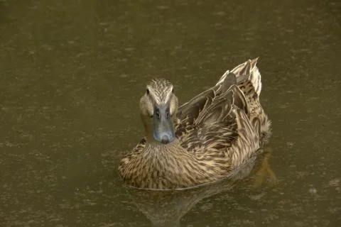 Duck swimming Stock Photos