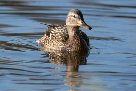 Duck Is Swimming Stock Photos