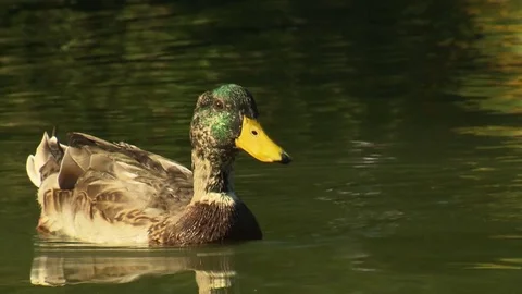 Duck swimming in pond close up Stock Footage 73665409